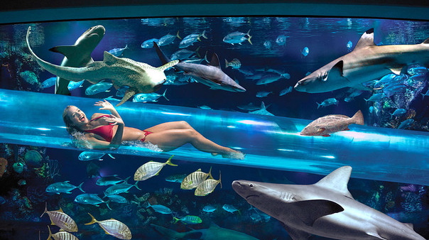 Vegas Hotel With Slide Through Shark Tank Vegas Hotel With Slide Through Shark Tank
